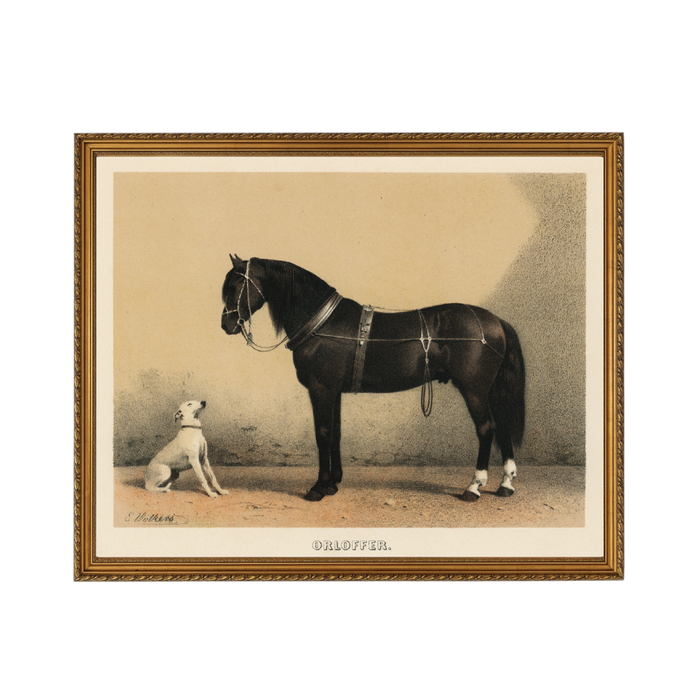 Orloffer Horse - Unframed Art Print