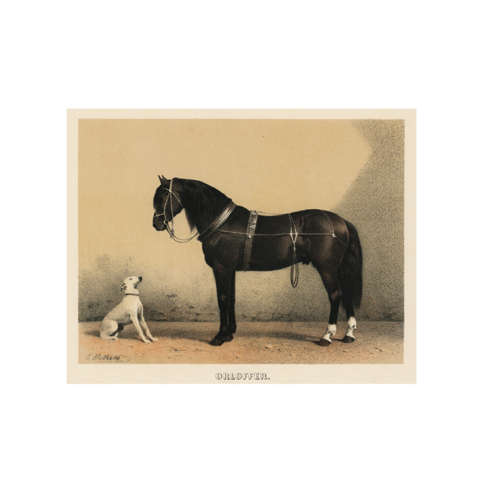 Orloffer Horse - Unframed Art Print