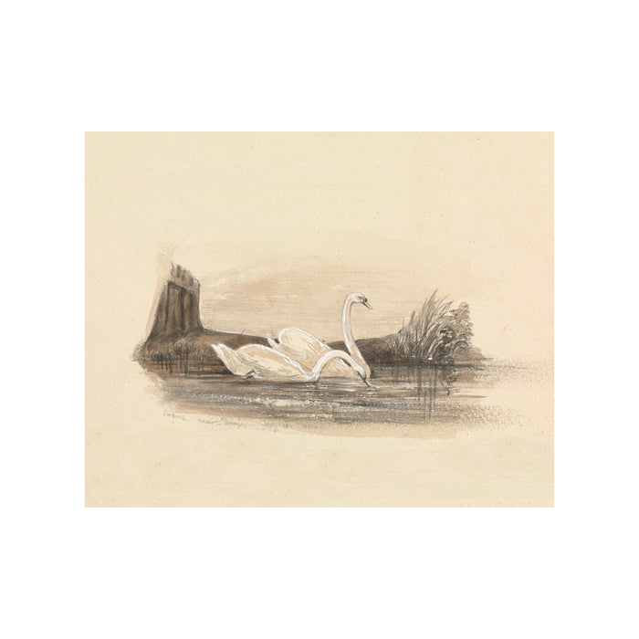 Swans - Unframed Art Print
