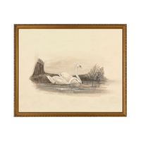 Swans - Unframed Art Print