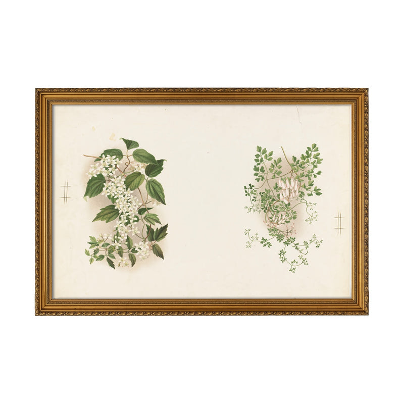 Blooming Jasmine - Unframed Art Print
