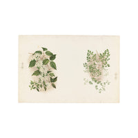 Blooming Jasmine - Unframed Art Print